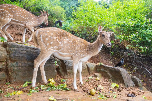 Wild Spotted deers going along river, Washington state, USA